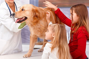 Što učiniti ako pas ima lažnu trudnoću? Što učiniti ako pas ima lažnu trudnoću?